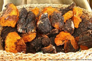 chaga mushroom benefits dry dosage clinical application