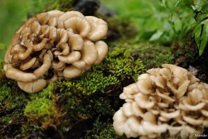 maitake mushroom benefits dosage diet health