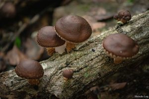 shiitake diet health benefits dosage