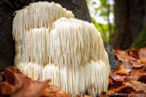 lion's mane natural health benefits