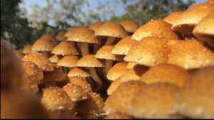 medicinal mushrooms therapeutic