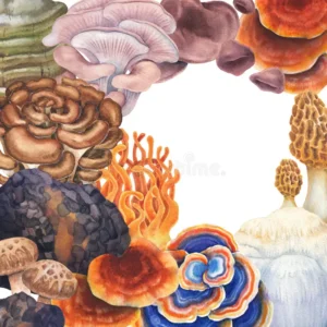 medicinal mushrooms australia dreamtime
